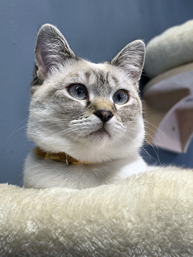 Gracie (Ragdoll Cross).