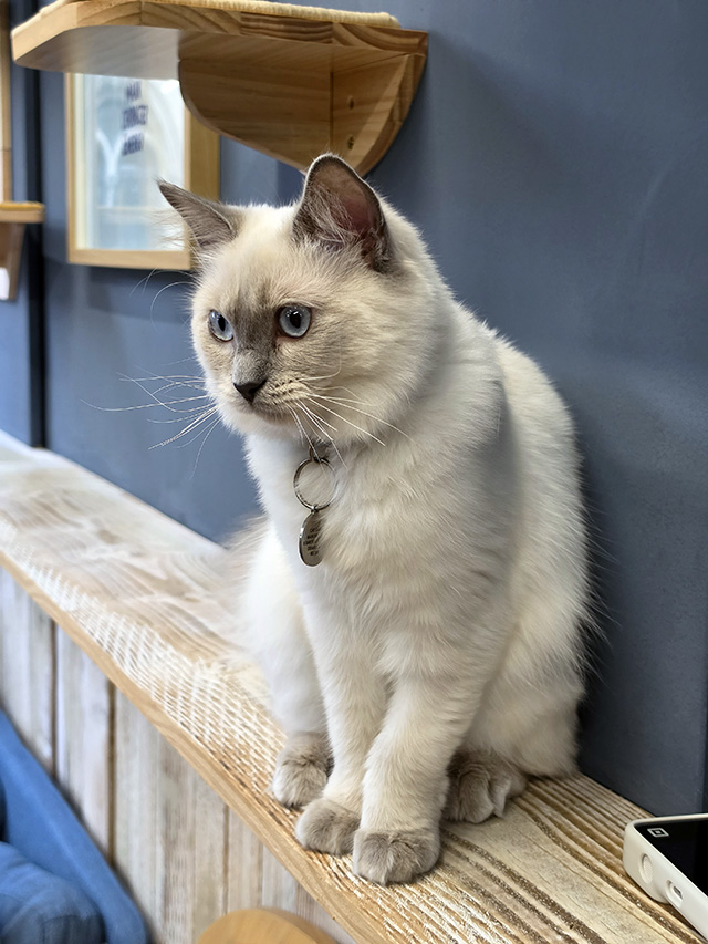 Ophelia (Ragdoll).