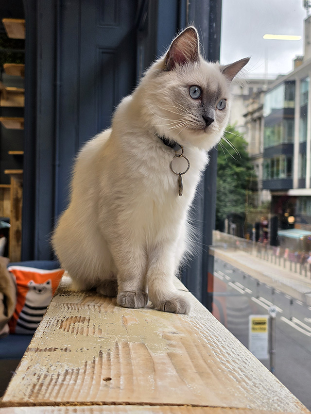 Ophelia looking down on the street below.
