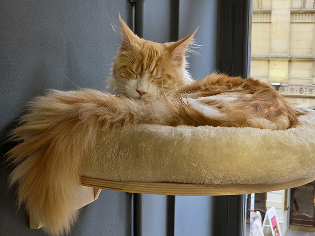 Ottie (Maine Coon) sleeping.