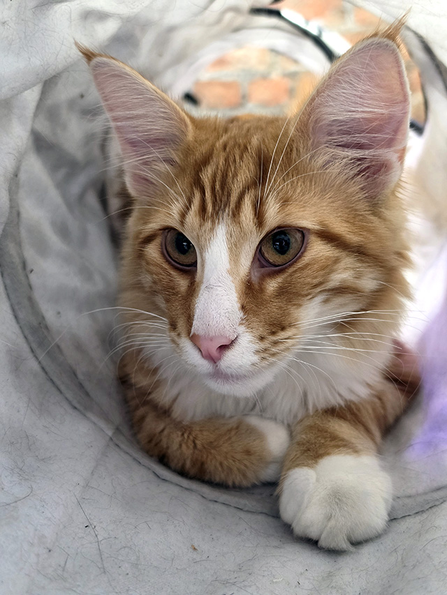 Heathcliffe (Norwegian Forest Cat) in the play tunnel.