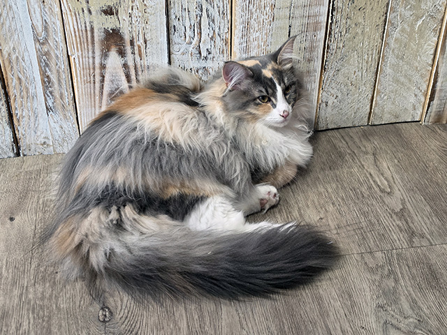 Umi (Norwegian Forest Cat).